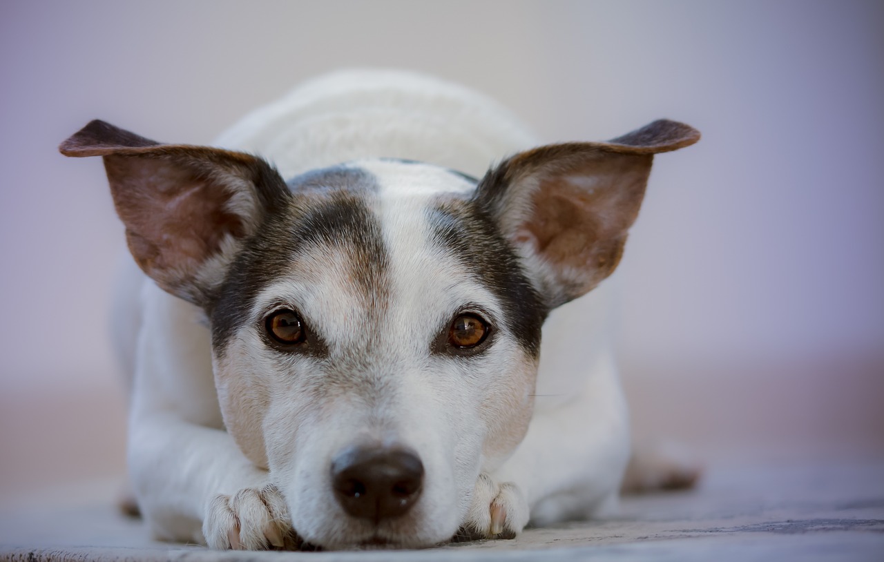 The Best Activities for Senior Dogs